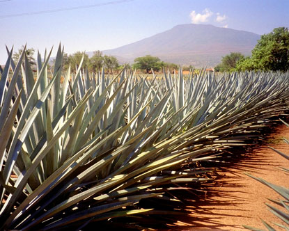 Guadalajara 2