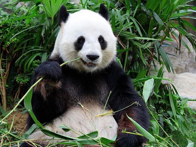 ***2026 - CHINA Y ENCUENTRO CON OSOS PANDAS 14 DIAS - OCT