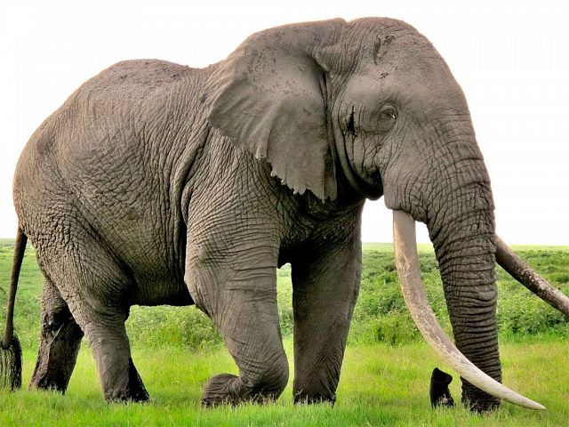 ESCAPE SUDAFRICA 8 DIAS - JUL 2020