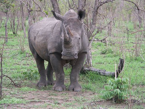 SAFARI BORA - 12 DIAS