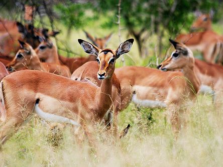 SAFARI KONGONI - 6 DIAS